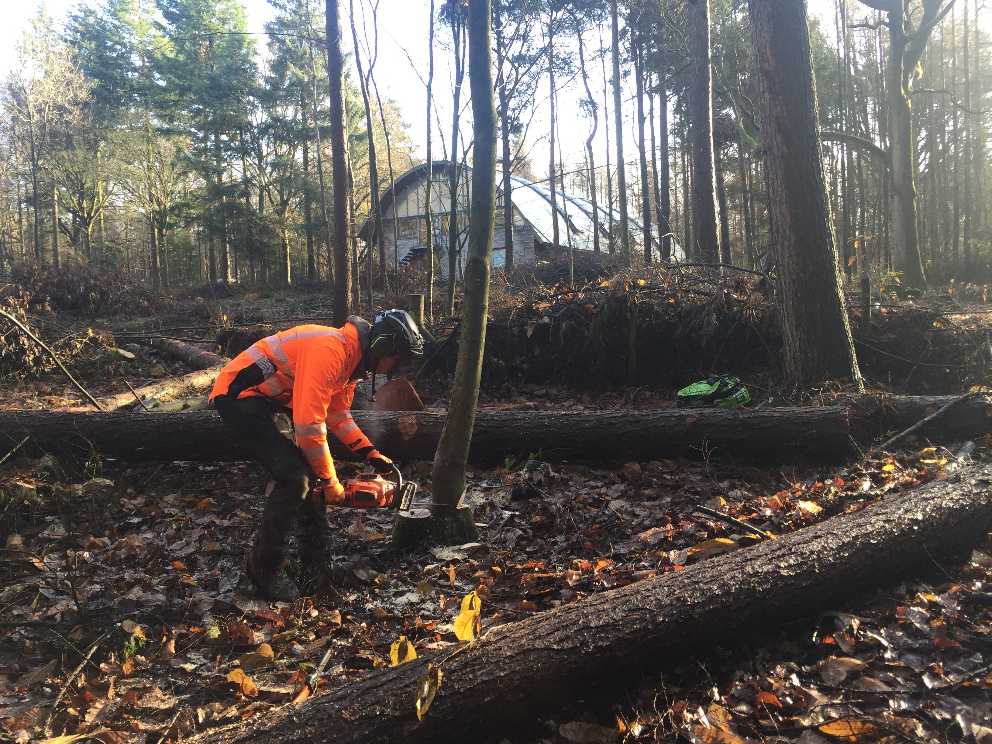 Chainsaw Felling (Small Trees) Gallery Scott Fraser Training